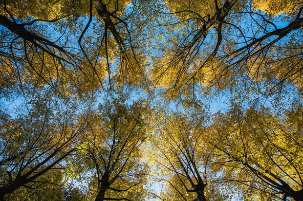 Осенние деревья в Стокгольме, Швеция