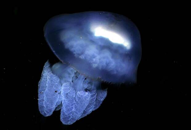 У берегов турецкой Антальи появились ядовитые медузы весом до 10 кг