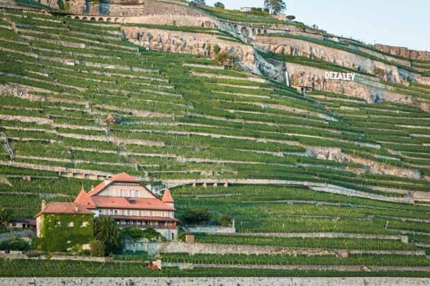 Террасовые виноградники Лаво в Швейцарии, которые основали еще древние римляне 