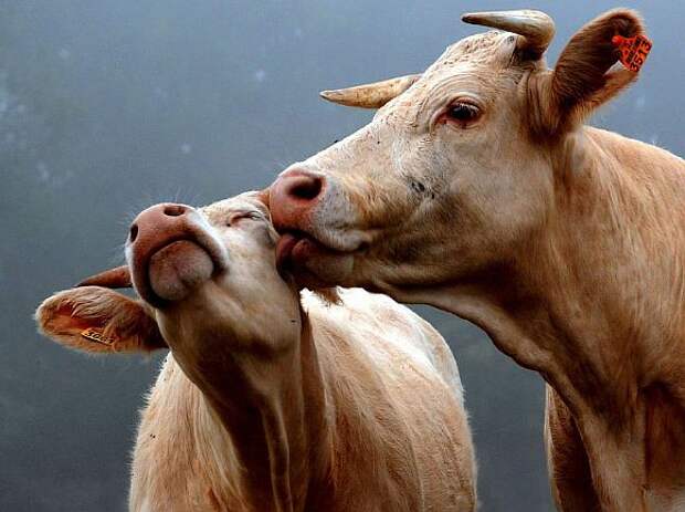 animal-couples-cows__880