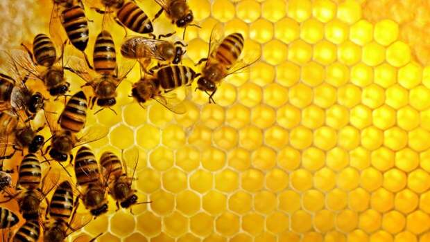 Как пчелы на Пудов день 28 апреля помогали определить хорошего человека