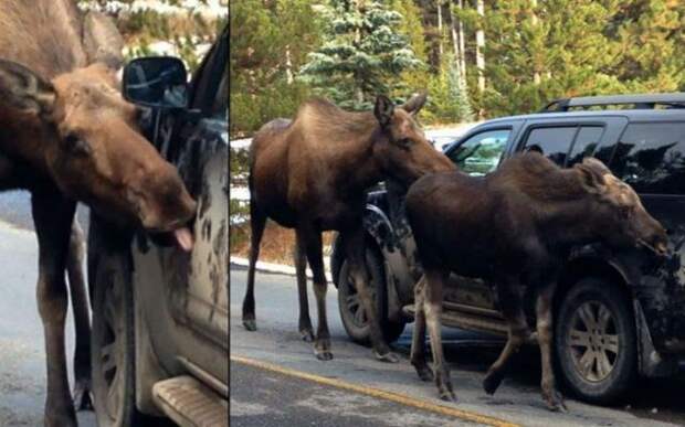 Вот почему лучше ездить на грязном автомобиле
