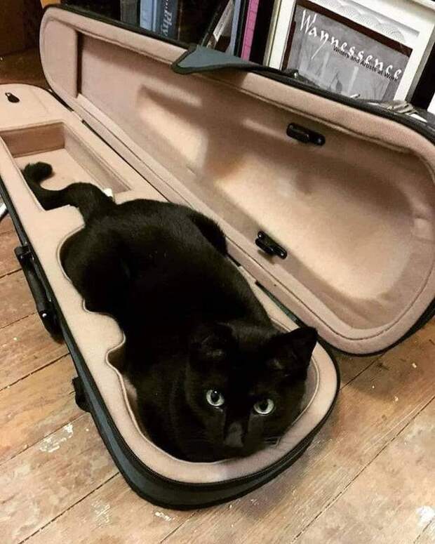13 черных котов, которые развеят все суеверия вокруг них