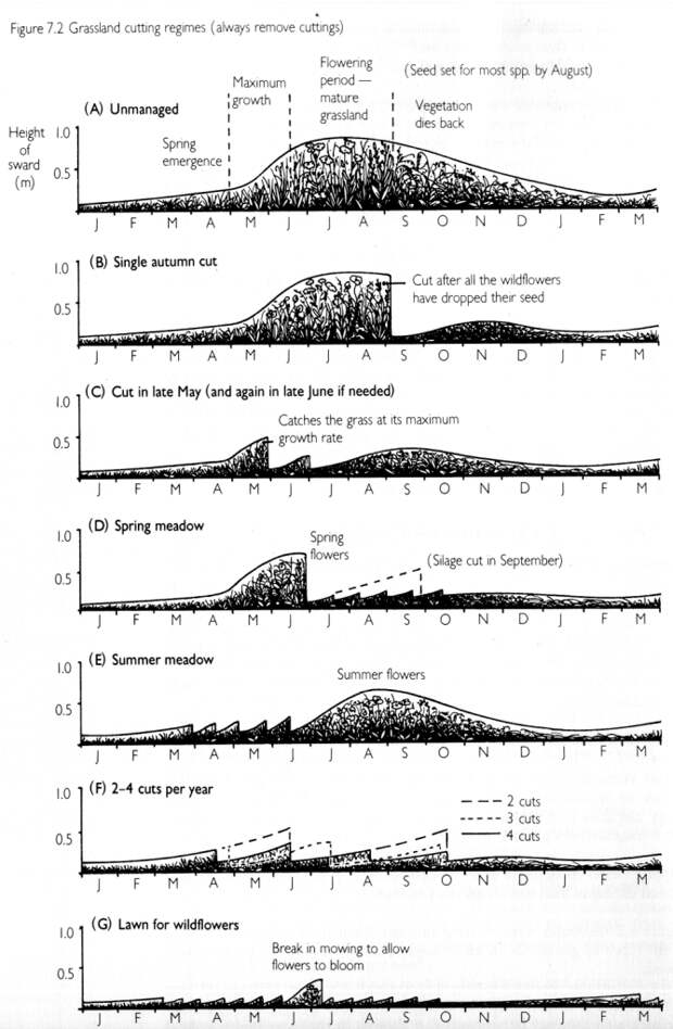 Рис. 8. При разных сроках выкашивания газона  преимущества получают разные виды растений. Для сохранения насекомых выкашивание всегда должно быть неполным.  - Promoting Nature in Cities and Towns. - Practical Guide. M. Emery. -  London. New Hampshire - 1986, 396 p. -  