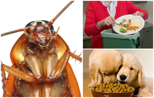 6 золотых правил, которые надёжно избавят от тараканов в доме