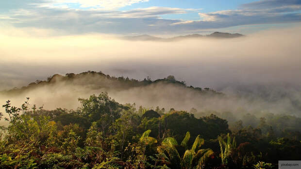 Ученые назвали источником новой возможной пандемии древние джунгли Борнео
