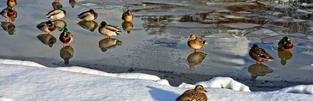 В Минэкологии ответили на опасения алматинцев по поводу уток на замерзающем озере в парке