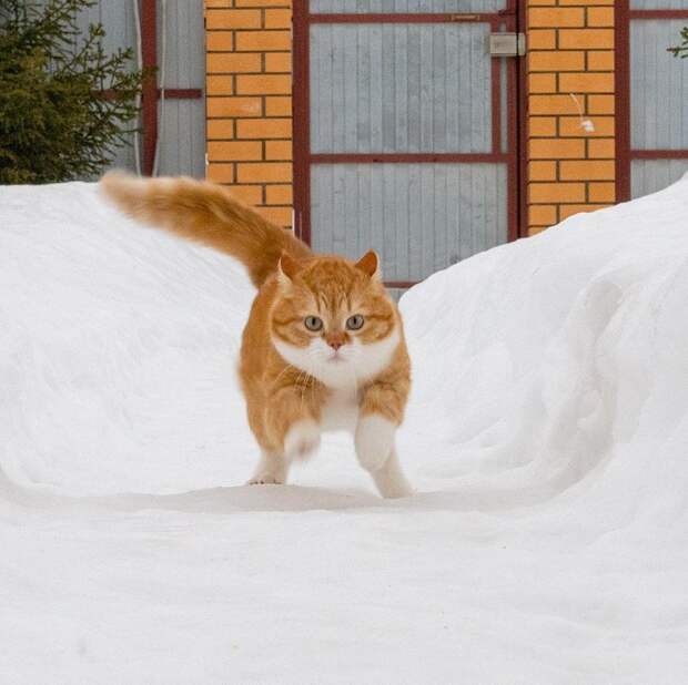 Рыжий котейка ищет приключения на свой хвостик в белом снегу instagram, кот, рыжий кот, снег