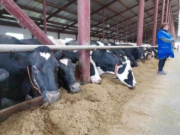 Сибиряков на фоне вспышки инфекции среди скота предупредил ветеринар: "Это недопустимо"