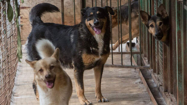 Эксперт Писаренко: при желании помочь бездомным животным важно позвонить в приют
