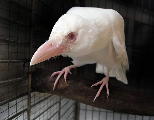 Отличить ворону-альбиноса от вороны-лейкиста можно по глазам. У альбиносов они красные. Их радужка прозрачная, поэтому сквозь неё просвечивают капилляры. У лейкистов пигмент частично остаётся, поэтому глаза становятся голубыми. 