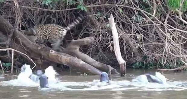 Защищая свою территорию, выдры принялись кричать и брызгаться jaguar, Пантанала, бразилия, выдра, животные, река, фото