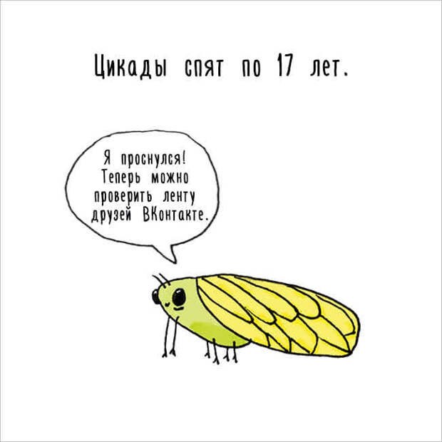 цикада