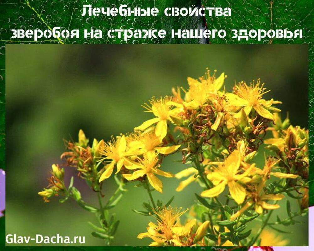 зверобой трава лечебные свойства и противопоказания. зверобой описание растения. зверобой трава лечебные свойства и противопоказания. дубравный зверобой. трава зверобой отвар.