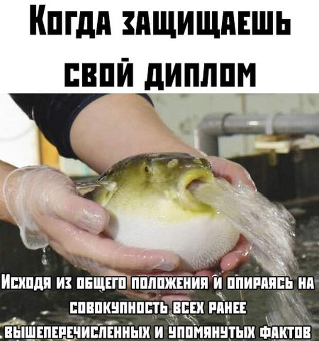 kartinok-prikolnyh-podborka-kartinki-smeshnye-kartinki-fotoprikoly