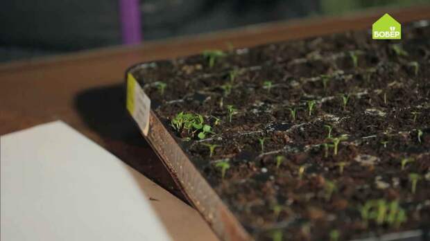 Пикирование рассады на примере анютиных глазок