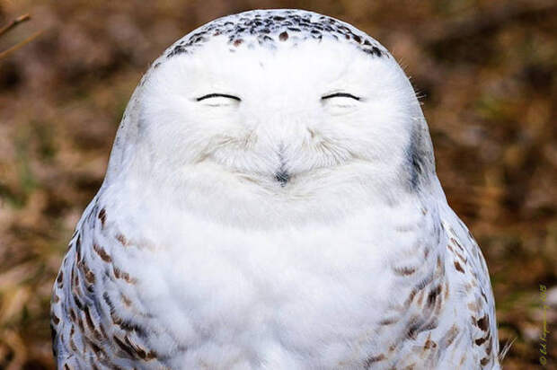 Самые смешные фотографит животных, присланные на конкурс Comedy Wildlife Photography Awards — 2016