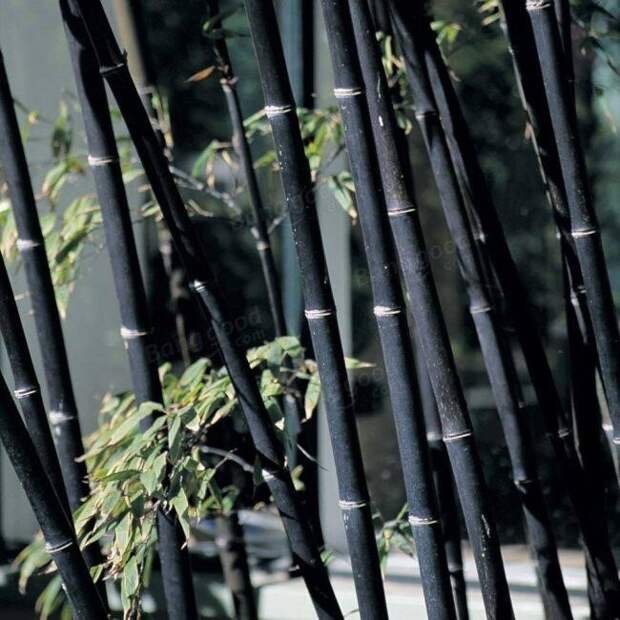 Бамбук бывает черного цвета - сорт Phyllostachys Nigra Бамбук бывает черного цвета - сорт Phyllostachys Nigra