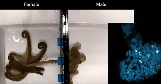 Гектокотиль осьминога распознаёт прогестерон и помогает самцам находить самок