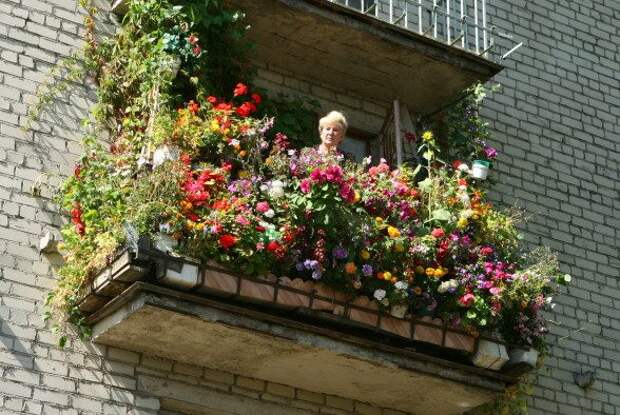 Какой штраф можно получить за цветы на балконе?