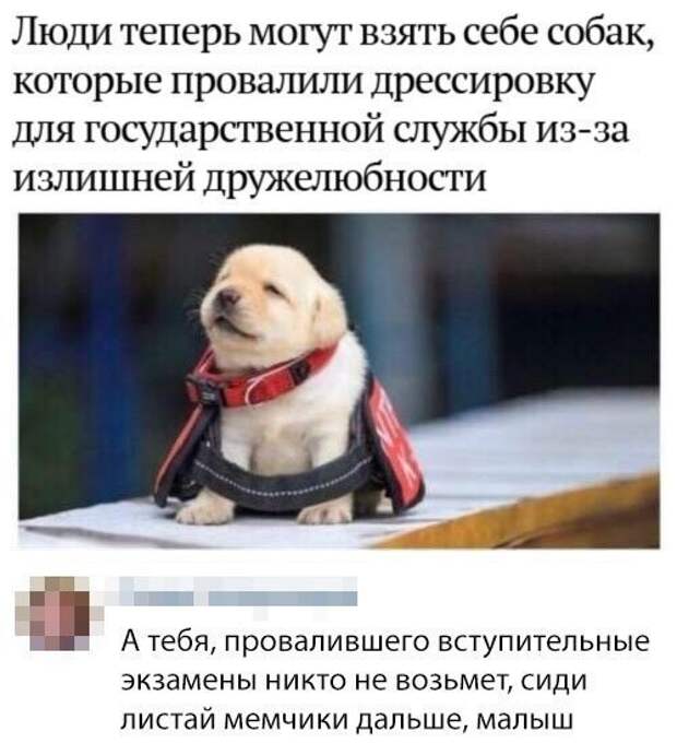 Прикольные и смешные картинки