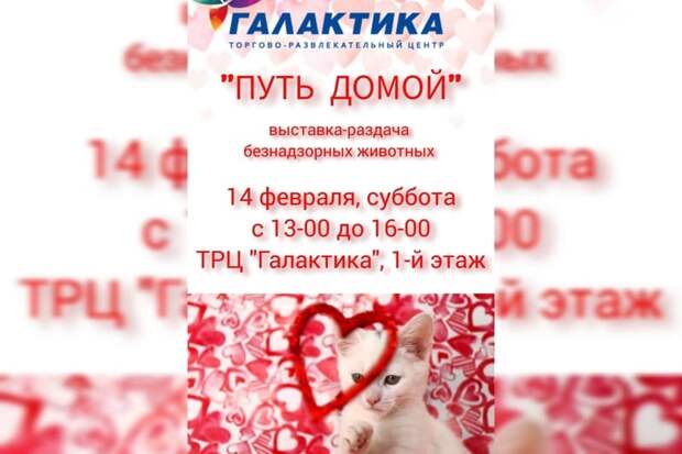 В Смоленске пройдет выставка-раздача безнадзорных животных «Путь домой»