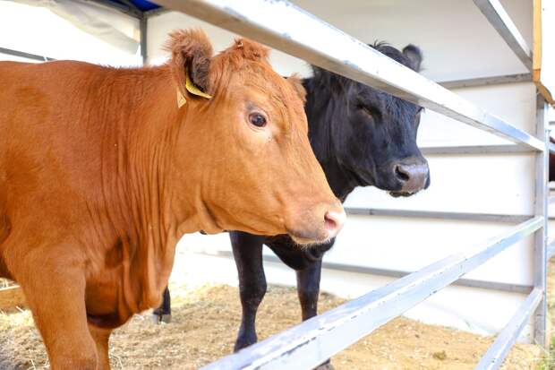 В Новосибирской области ввели режим ЧС из-за вспышки бешенства среди скота