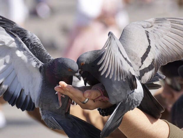 Как голуби смогли «захватить» Нью-Йорк?