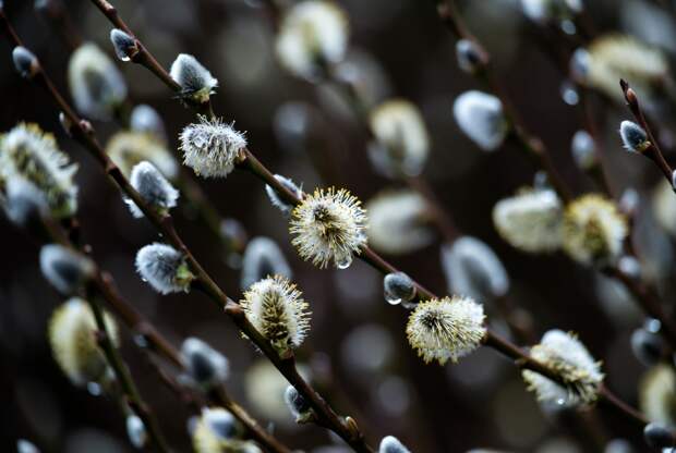 Что приходит в дом с вербой. Важные приметы на здоровье, мир и благополучие