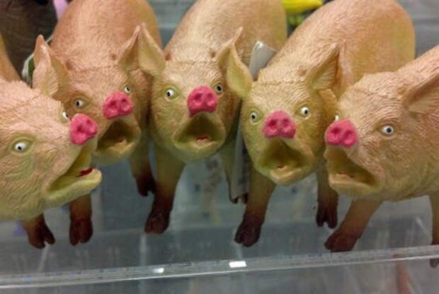 Очаровательная група свиней.