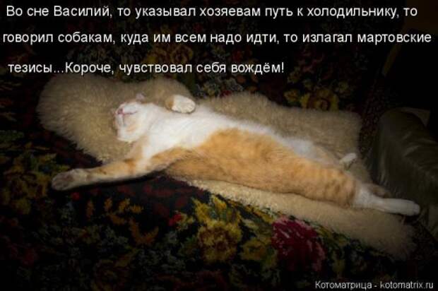 Свежая котоматрица для всех (44 фото)