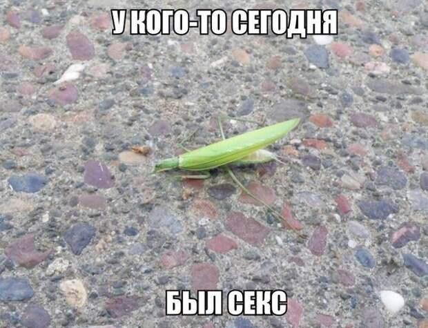 Картинки с надписями мем, прикол, юмор