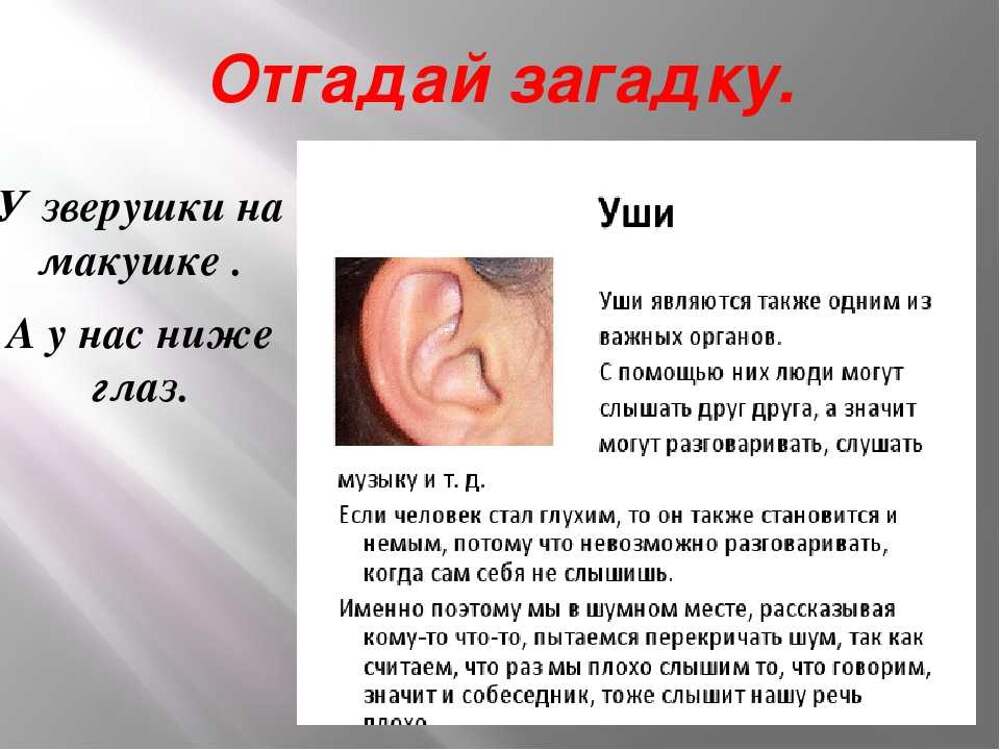 Звуки это то что слышит ухо грамматические. Интересные сведения об органе слуха. Загадка про уши. Интересное об ухе.