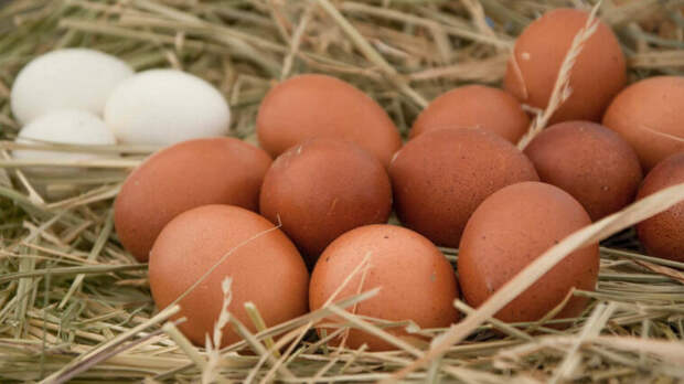 Daily Mail: Великобритании грозят проблемы с яйцами из-за российской пшеницы