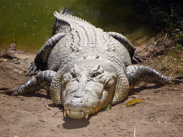Самый большой крокодил в мире крокодил, факты, факты о крокодиле