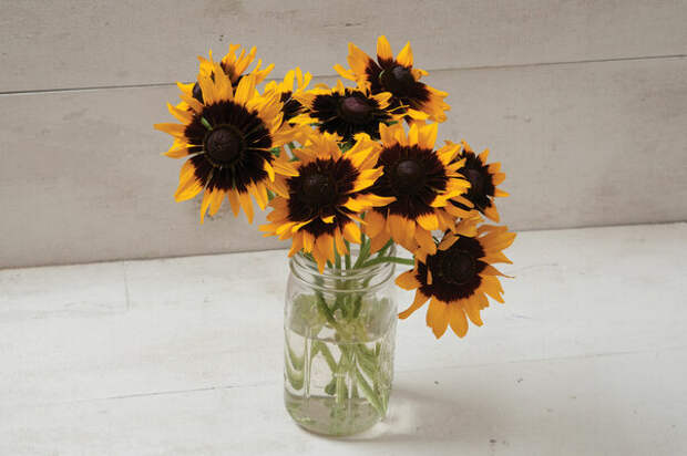 Рудбекия "Денвер Дейзи" (Rudbeckia "Denver Daisy")