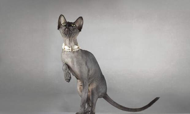 Египетские лысые кошки: название, фото и описание, характеристика породы