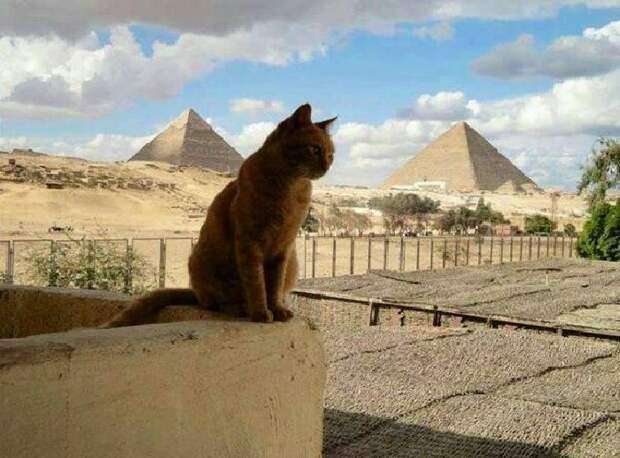 Египет и кошки.