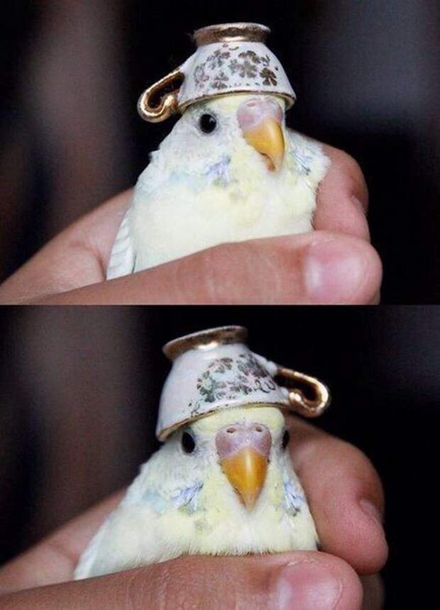 картинки