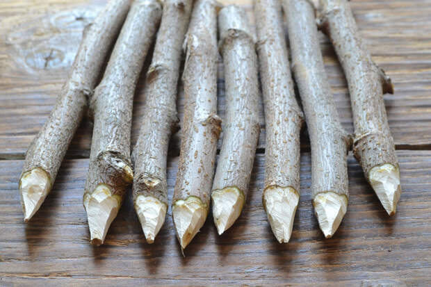 АТОЛ: спрос россиян на обереги и осиновые колья в 2025 году вырос в 2-4 раза