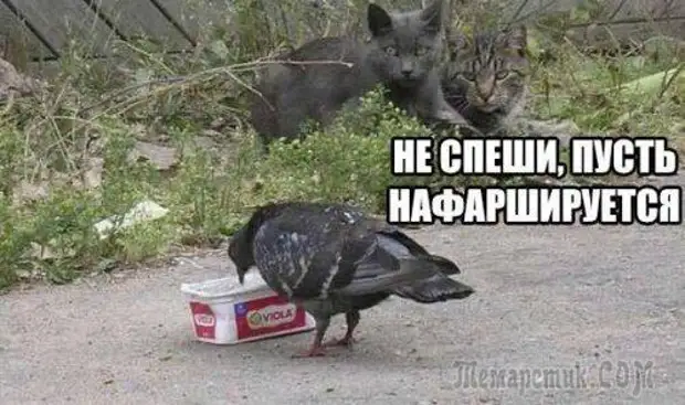 Демотиваторы и просто смешные фото со страниц интернета