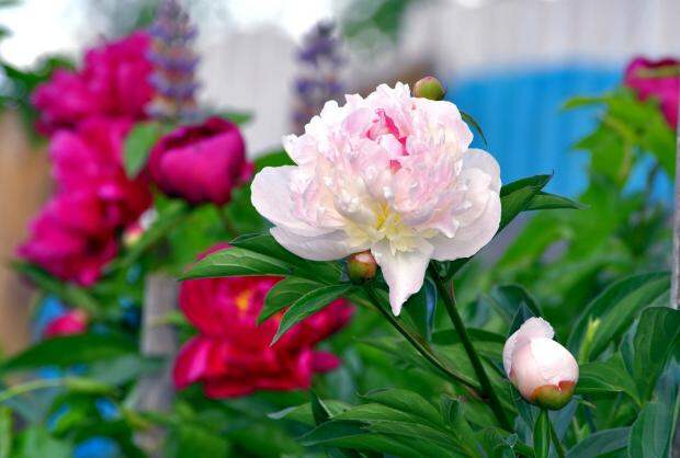 Как вырастить пионы: советы по уходу за многими любимым цветком