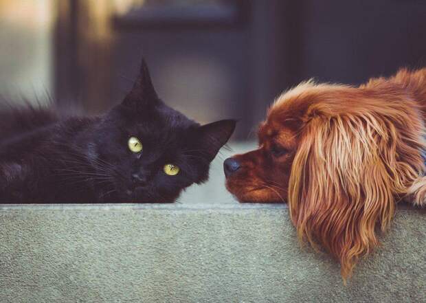 Кошка-собака/ Фото pixabay.com