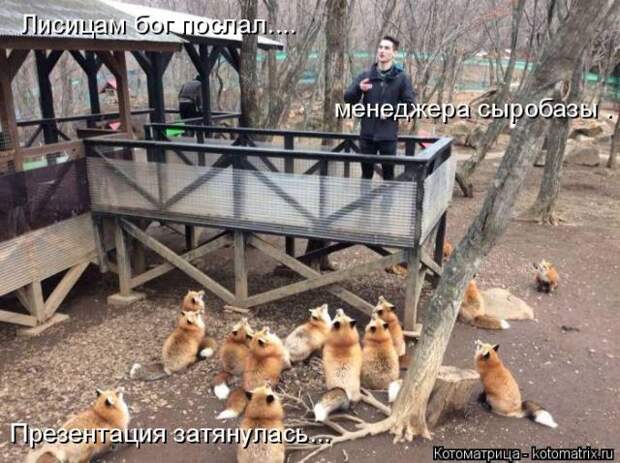 Лучшие котоматрицы недели (50 фото)
