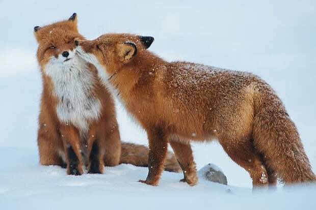 animals-love-couple-10__880