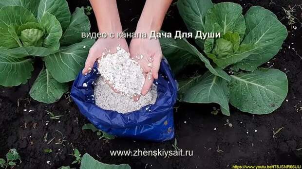 Яичная скорлупа - польза или вред? Яичная скорлупа - польза или вред?