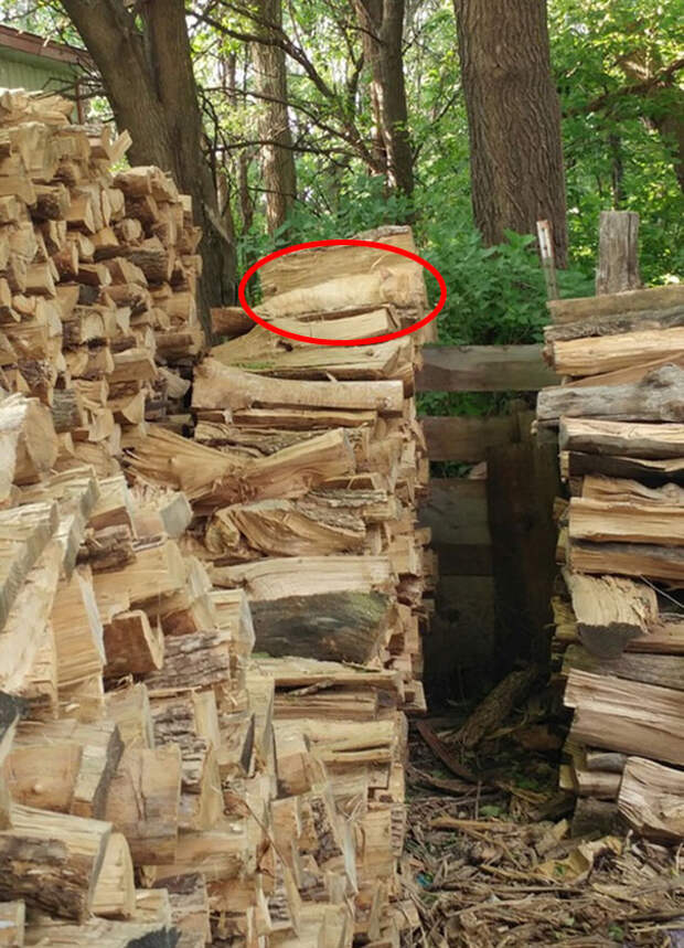 find-hidden-cat-camouflage-hide-and-seek-catouflage-147