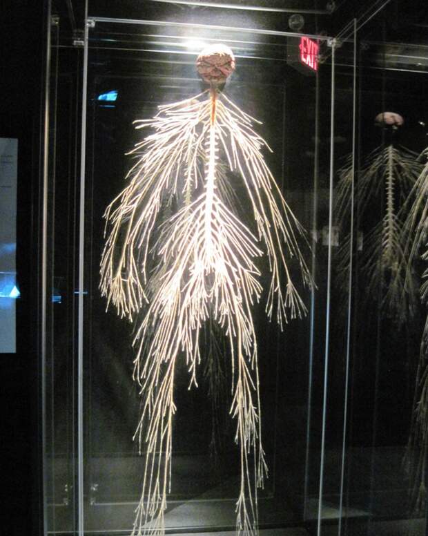 А так выглядит нервная система человека