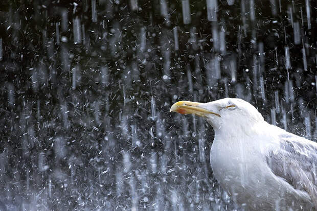 Чайка под дождем. Фото: Gideon Knight.