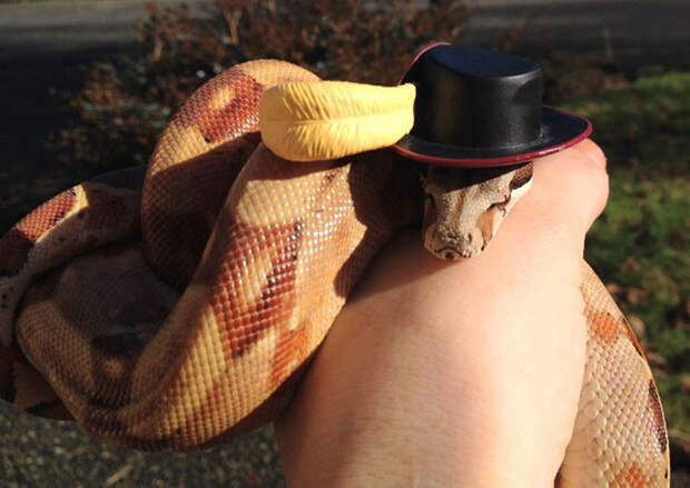 Эти змеи в шляпах просто восхитительны! головной убор, животные, змея, шляпы